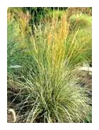 CALAMAGROSTIS x acutiflora 'Overdam'